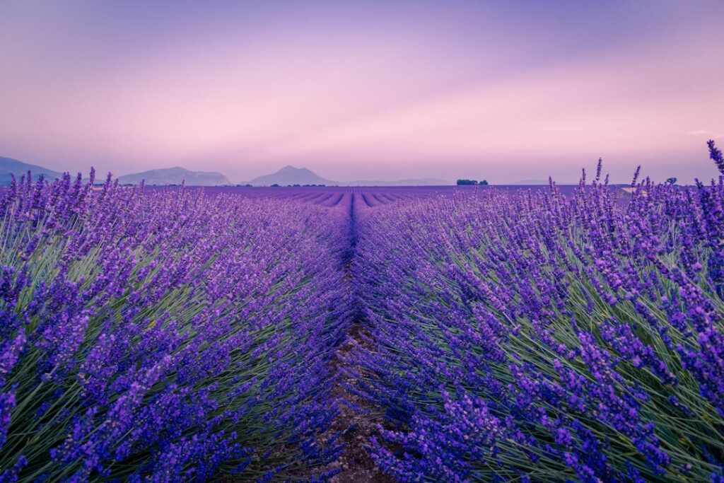 Photo Lavender Orpington Chicken: Poultry, Lavender Orpington