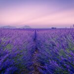 Photo Lavender Orpington Chicken: Poultry, Lavender Orpington